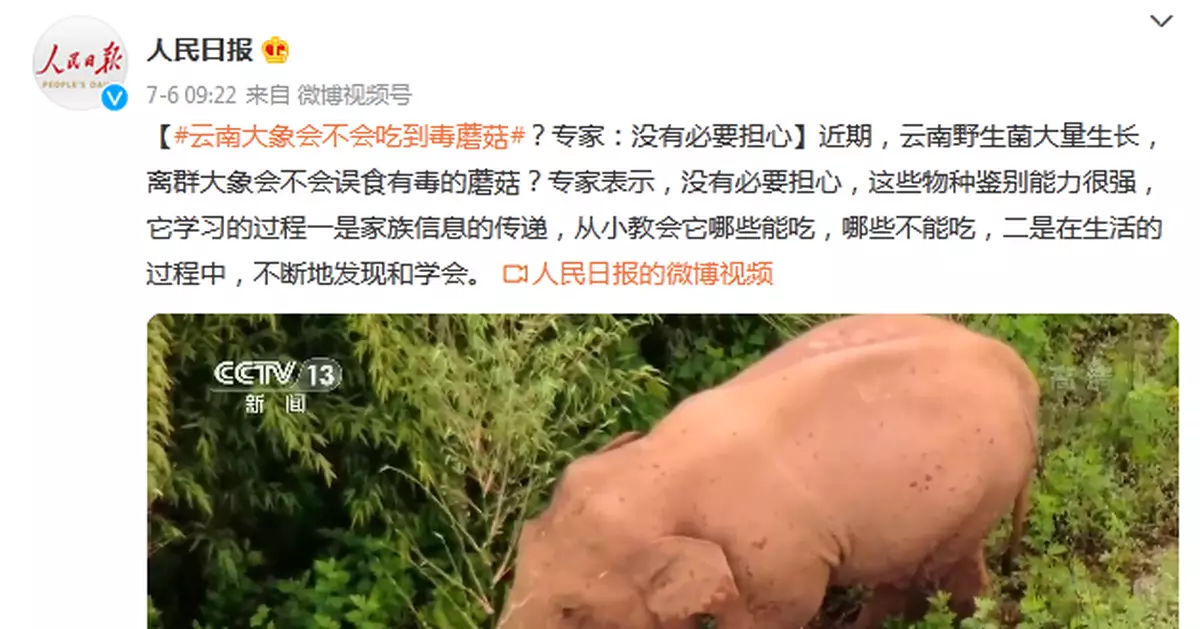 雲南大象會不會吃到毒蘑菇？專家：沒有必要擔心