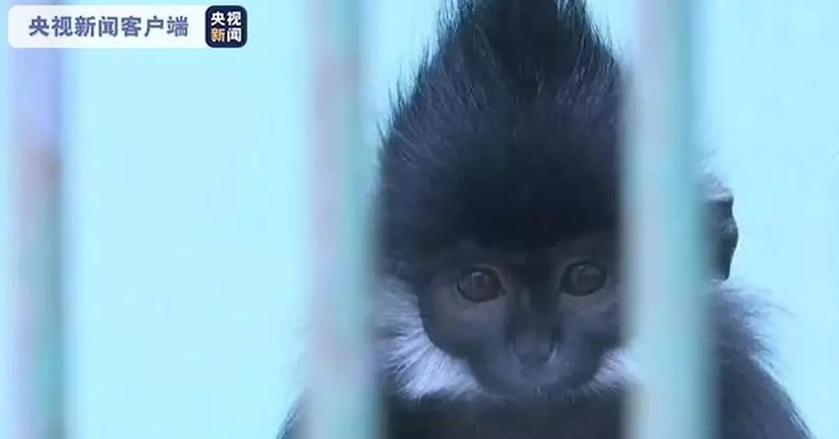 世界首隻人工飼養繁殖的第八代黑葉猴成功存活