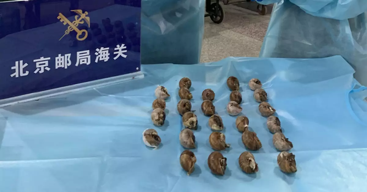 蝸牛、甲蟲、干海馬……北京海關上半年都截獲過哪些生物？