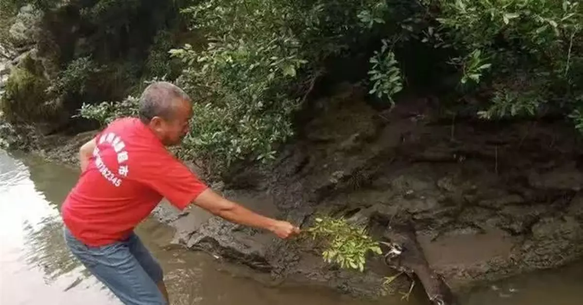 鳽出沒！大爺無意中救下「世界上最神秘的鳥」