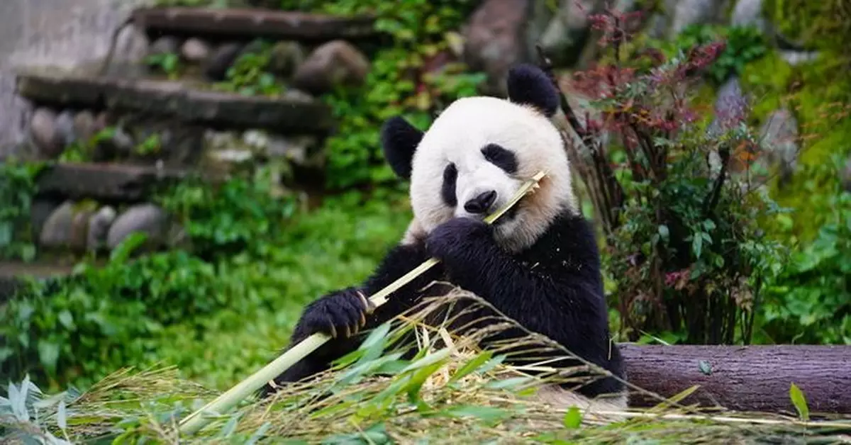 大熊貓「降級」這事兒，其實早有伏筆