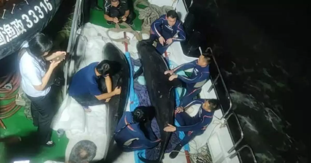 浙江臨海上演「鯨」險營救：擱淺瓜頭鯨均已妥善安置