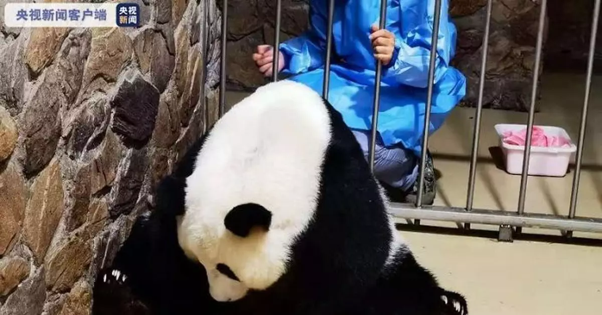 大熊貓「昭美」產下「奧運寶寶」！