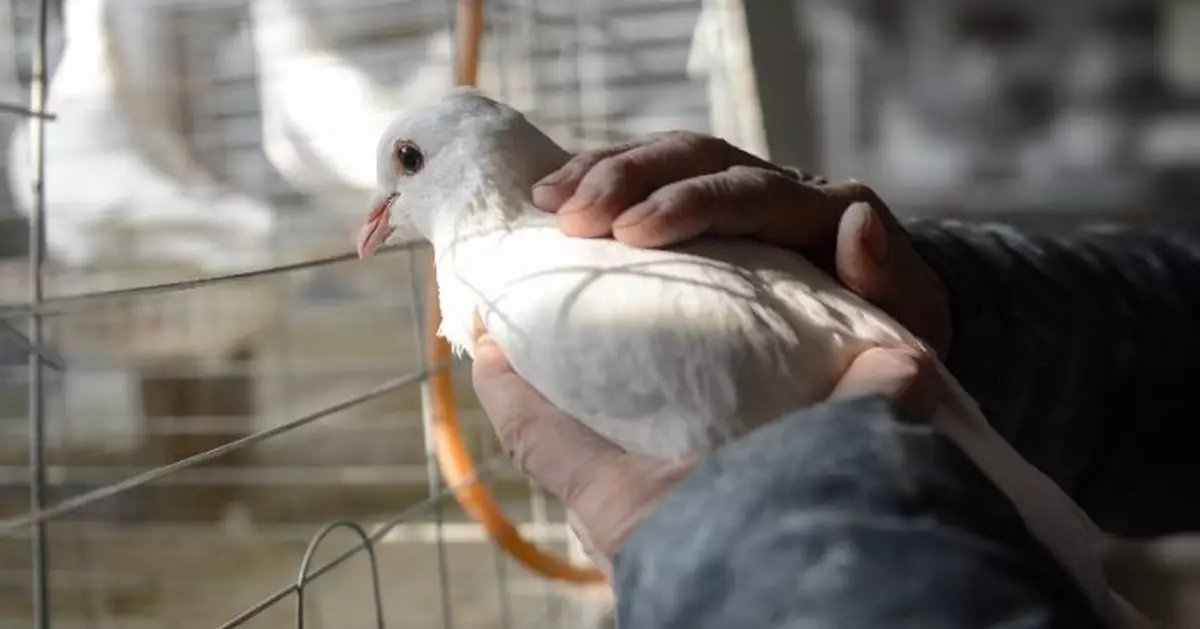 誰家鴿子？身份還挺特殊！