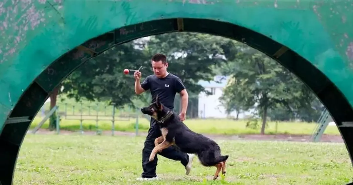 山東泰安競售28隻淘汰、退役警犬 可免費領養