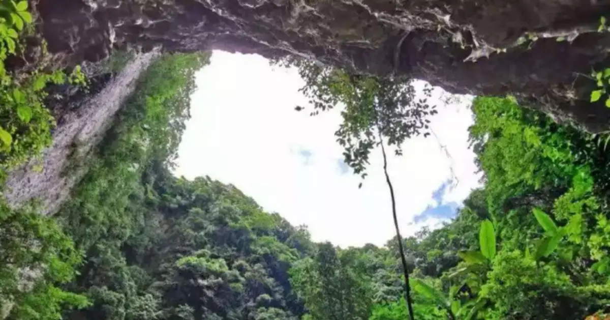 圍觀！雲南天坑接連發現「百年相遇」極危物種