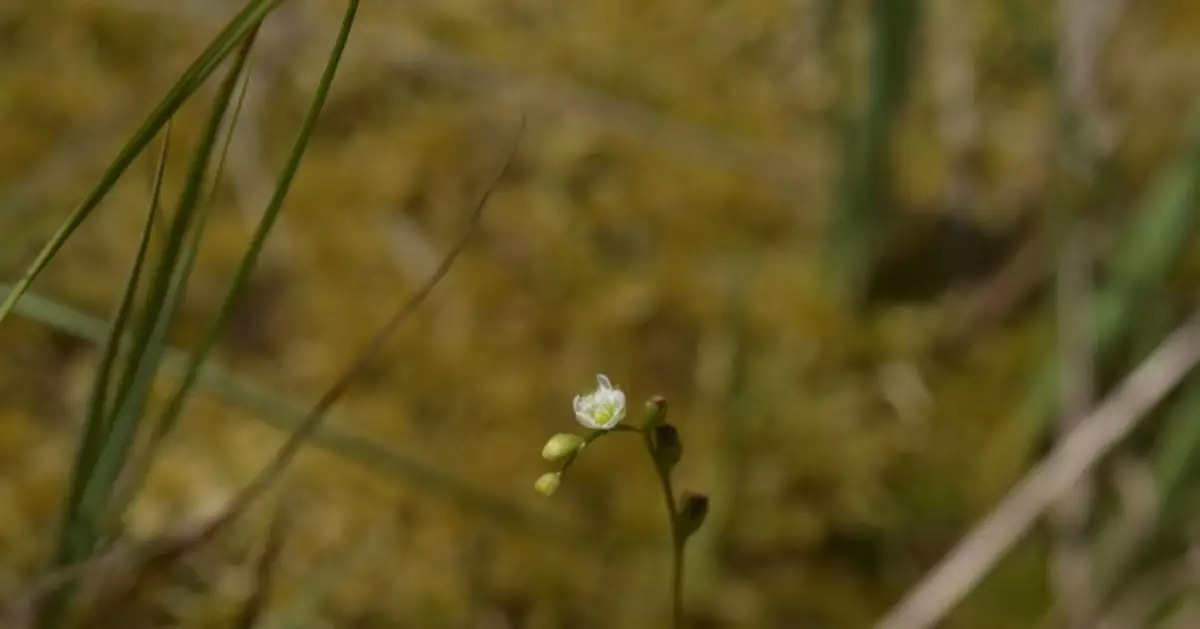 能吃蟲的菜！重慶發現新記錄物種