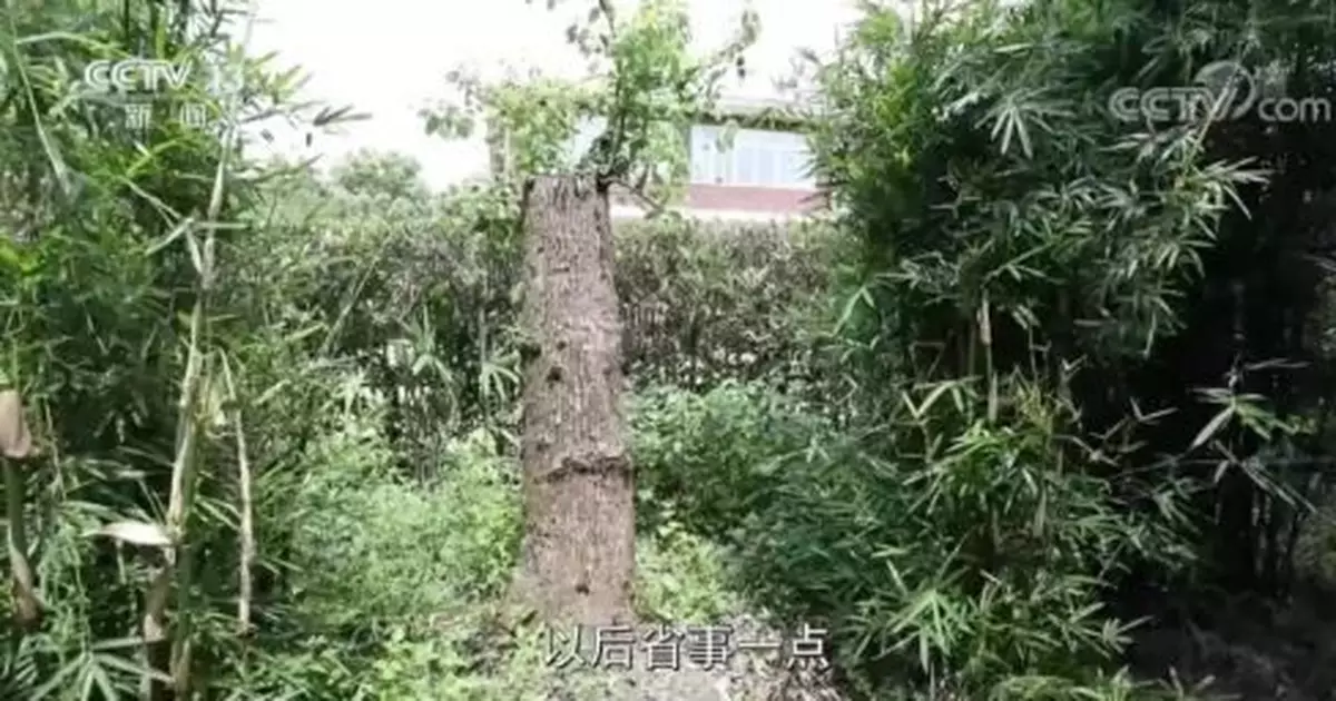 修剪自己買的樹卻被罰款14.42萬元，這合理嗎？