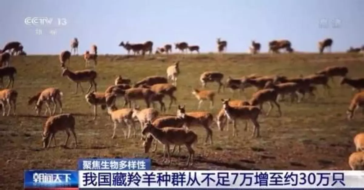 藏羚羊，也降級了！