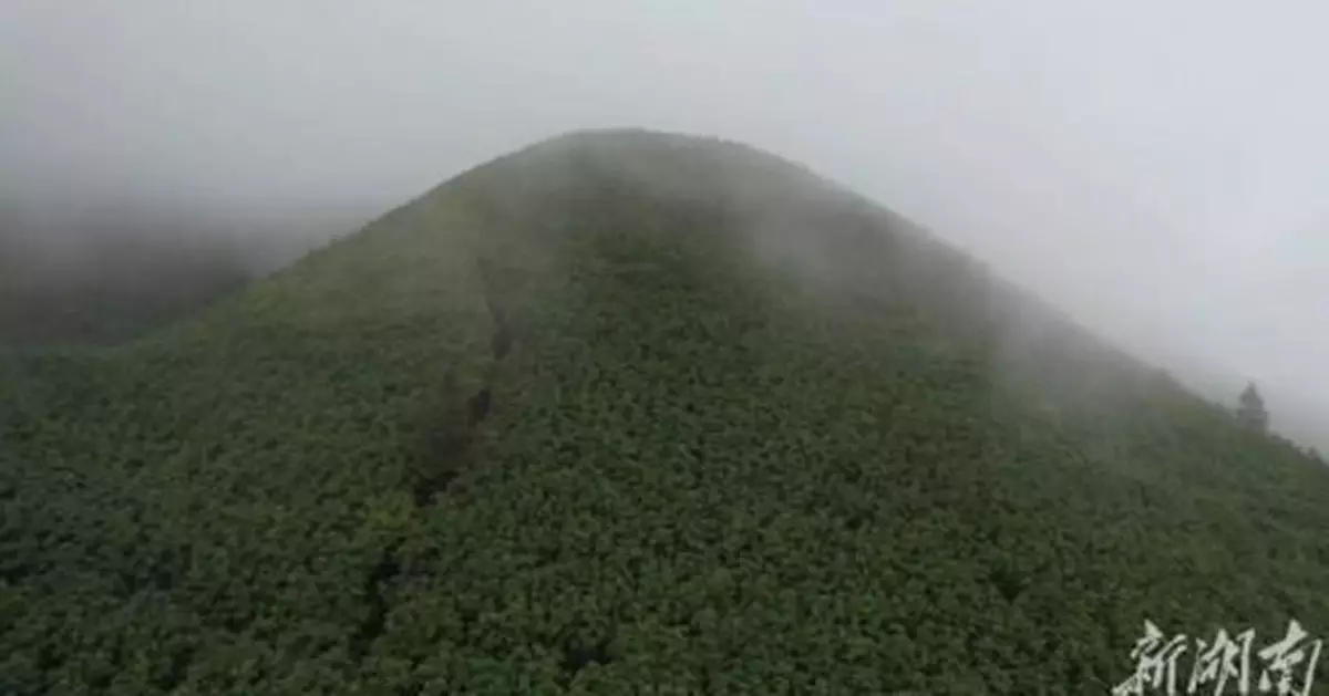 隱藏在大山裏的寶藏，探訪東江源村厚朴種植基地
