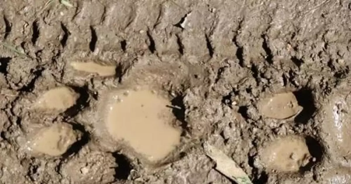 東北虎又來了！這次是雙鴨山…