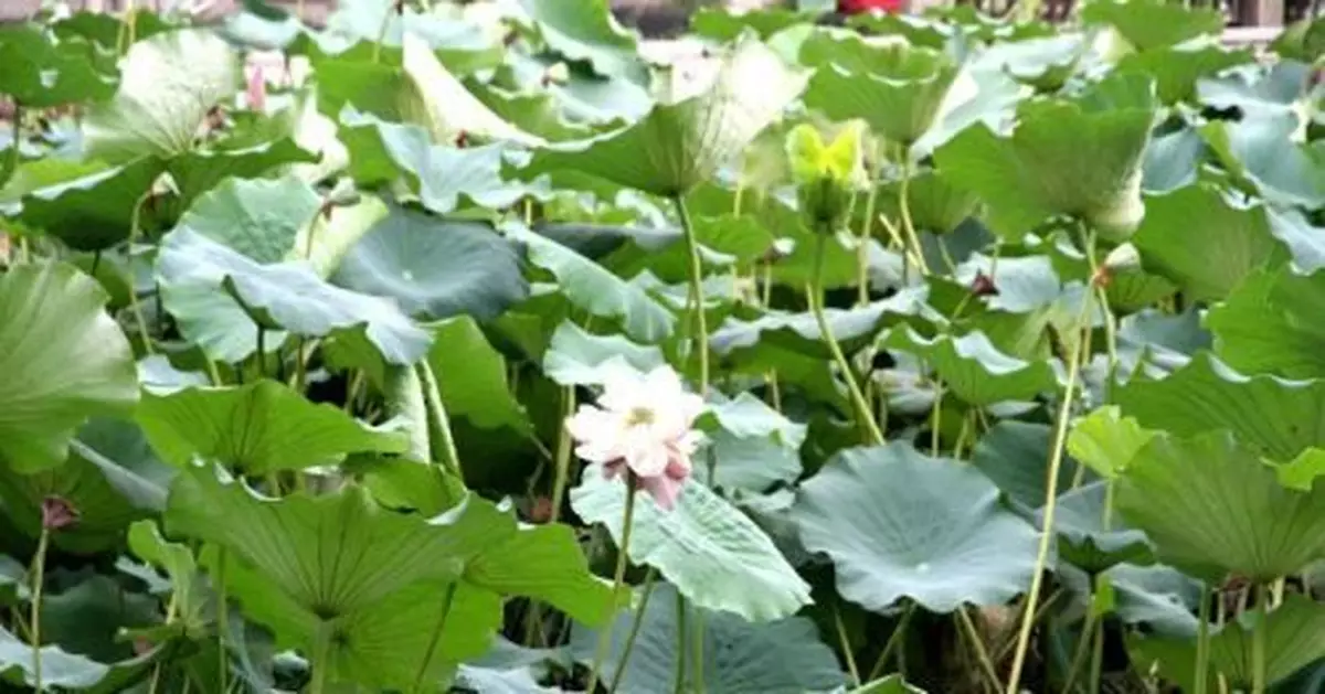 濟南大明湖「藕花深處」再現並蒂蓮 專人看護「保駕護航」