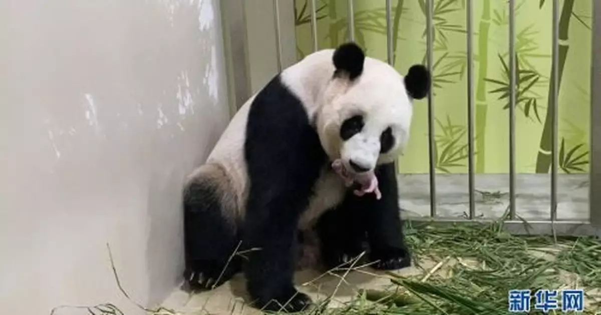旅新大熊貓「嘉嘉」誕下首隻寶寶
