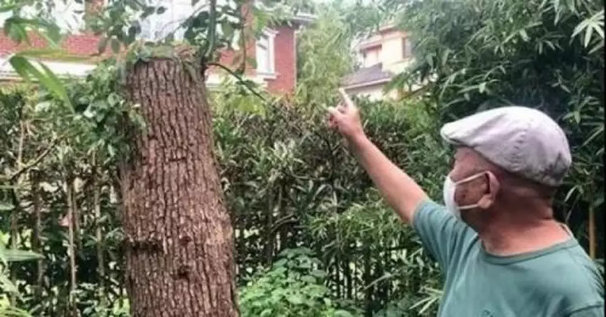 「修剪自己種的樹被罰」？相關部門回應