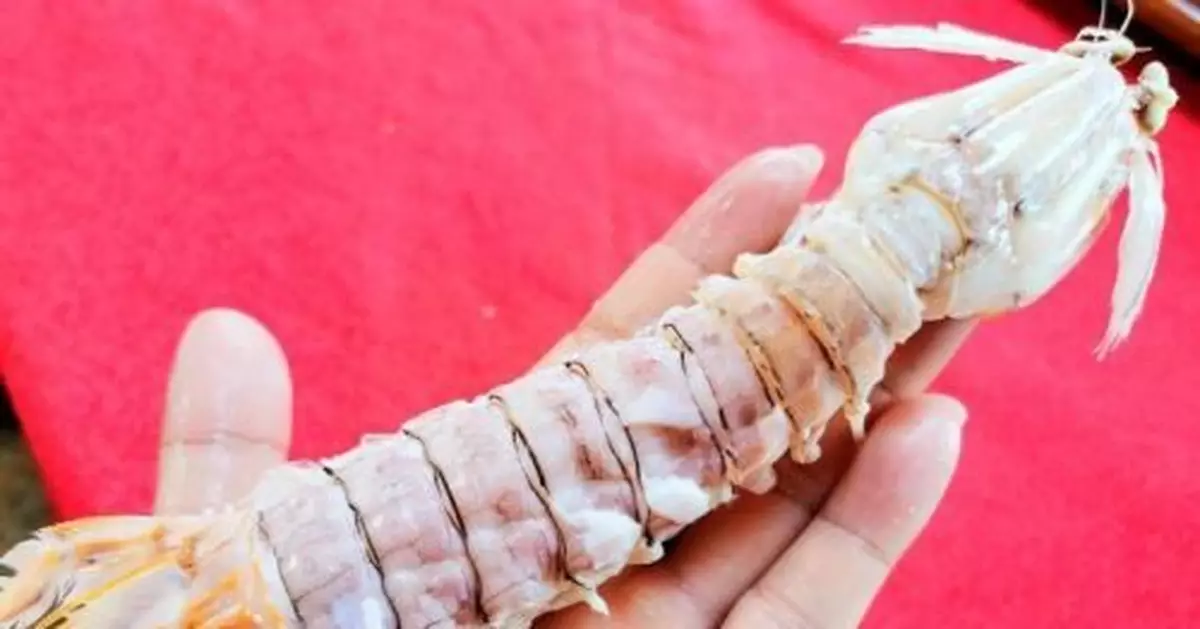 南海開漁後會「瀨尿」的蝦在廣東僑鄉台山備受青睞