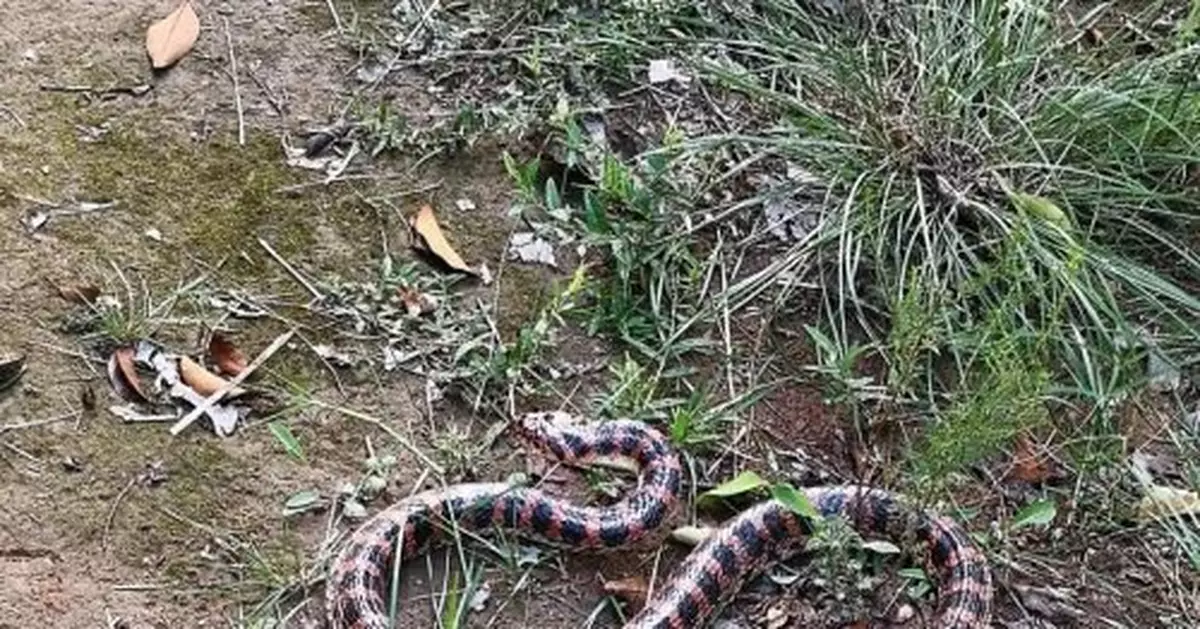 鄭州一幼兒園發現赤鏈蛇！