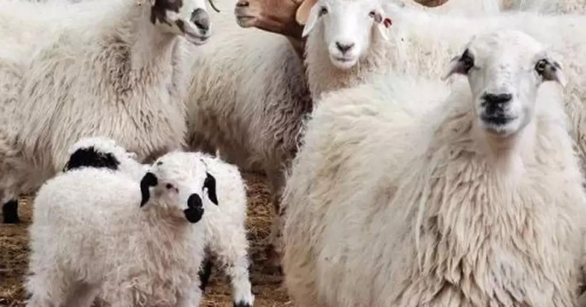 在青海，一隻羊是如何被安排的明明白白！