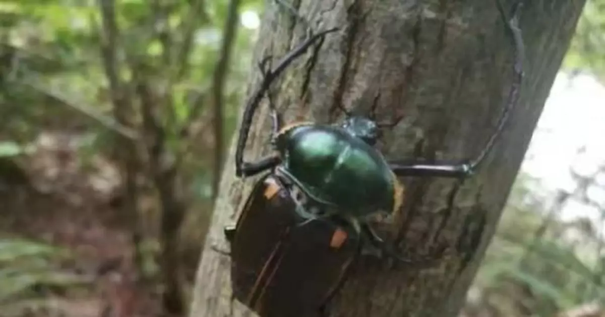 國家保護動物陽彩臂金龜現貴州印江 曾被宣佈滅絕
