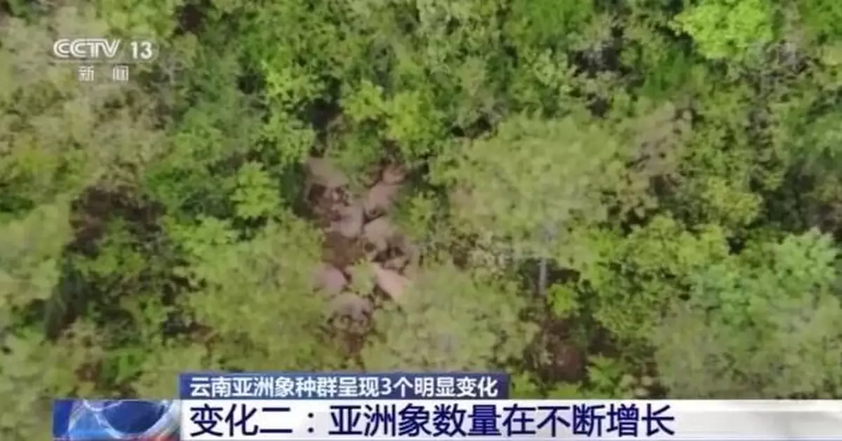 國家林草局：雲南亞洲象種群呈現3個明顯變化
