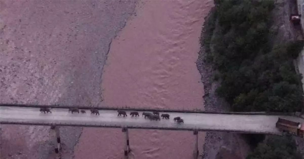 大象「回家」了！這段旅程，也太精彩了......