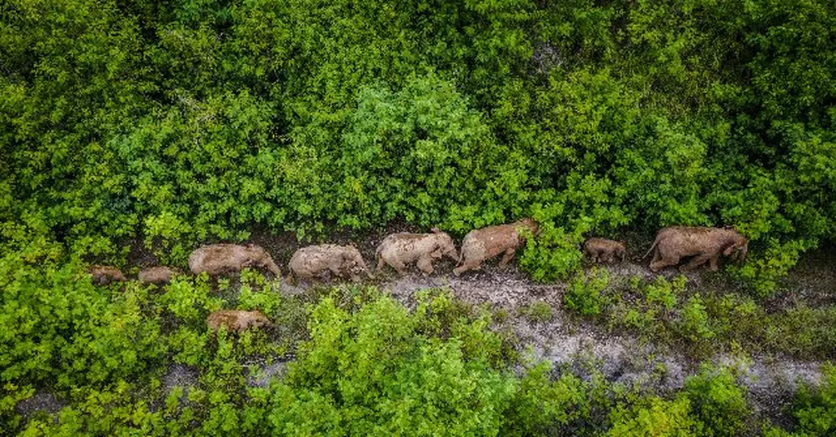 雲南北遷象群最新情況如何？國家林草局回應