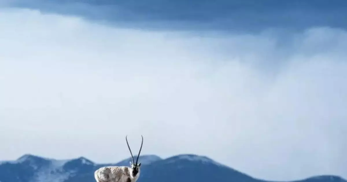 藏羚羊羊羊羊羊羊羊回鄉路，快來一起數羊羊！