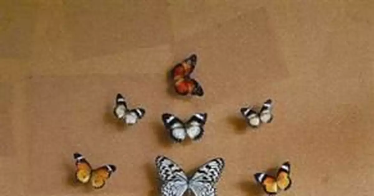 橫斷山追蝶15年 他的工作室冰櫃裏有3萬隻標本