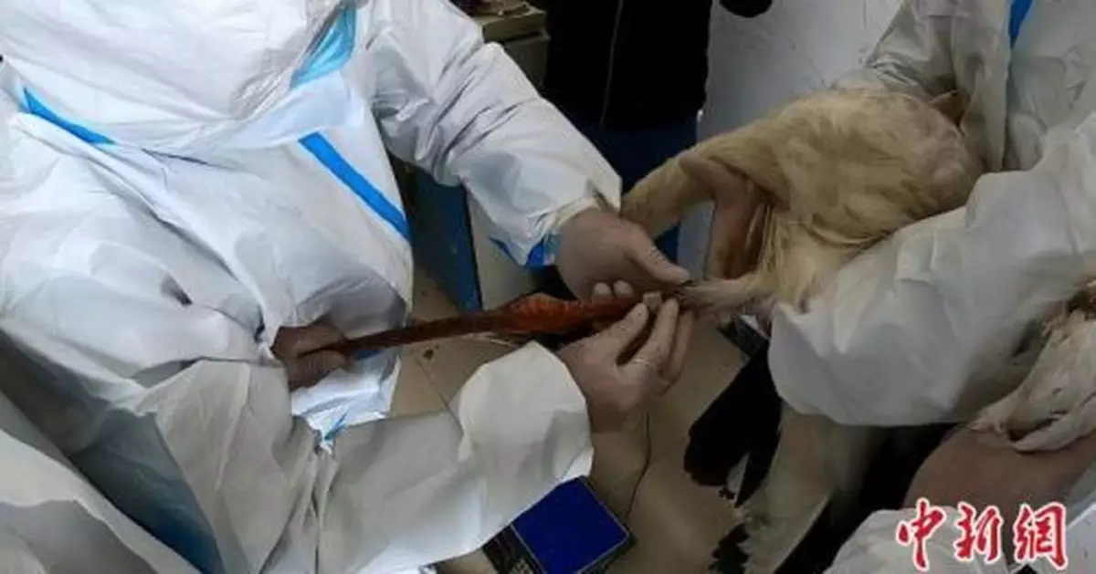 兩隻東方白鸛「大病痊癒」在大興安嶺被放歸大自然