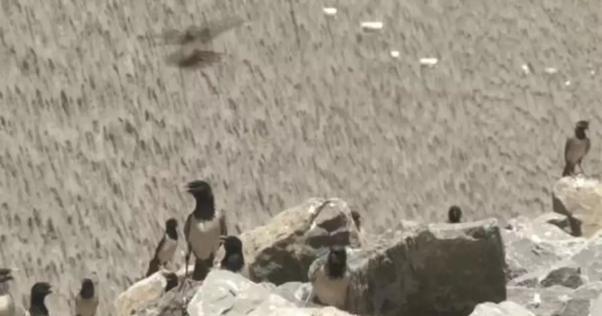 20萬隻鳥緊急馳援新疆伊寧