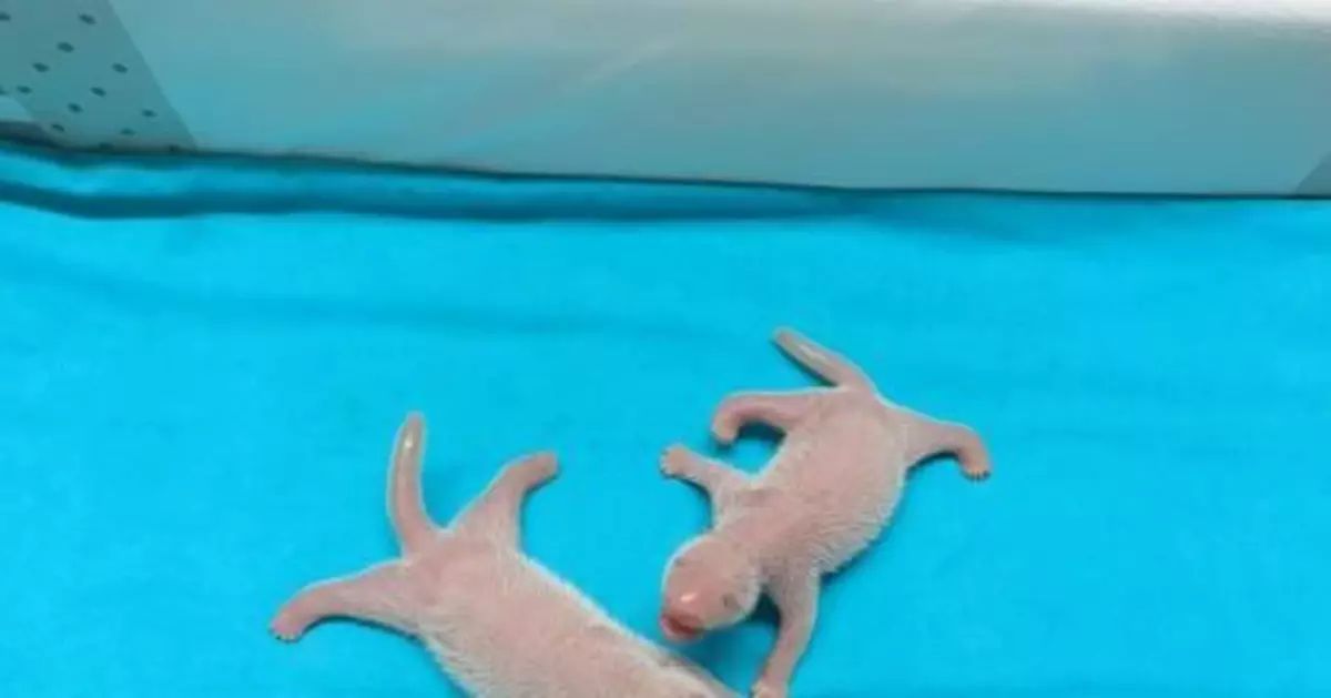 中國旅西大熊貓「花嘴巴」 順利產下一對龍鳳胎