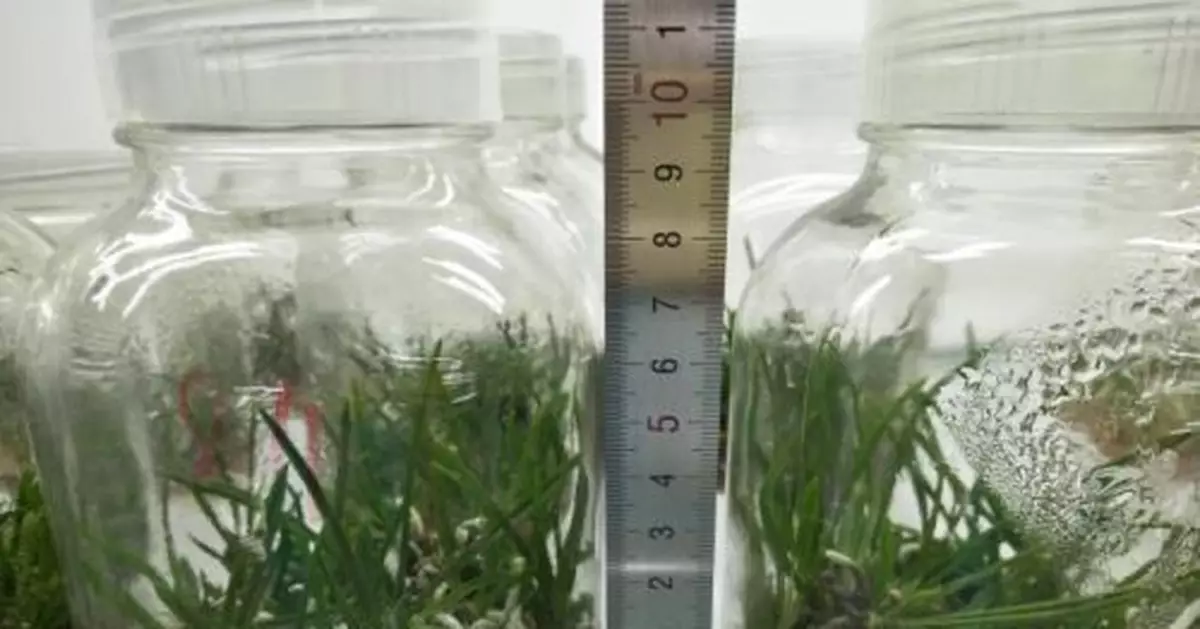 「植物界大熊貓」背後的守護者：助瀕危植物煥發新生