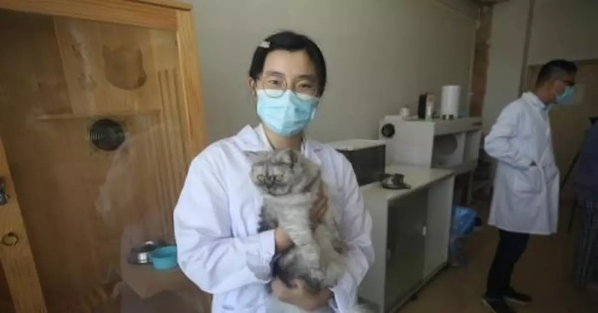 中國國內高校首隻克隆貓「徵婚」 為繁育研究進行準備