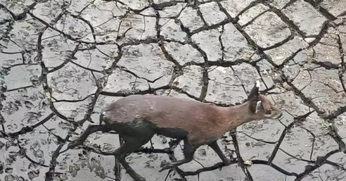 湖北五峰：野生毛冠鹿被困污水池 警民攜手救助