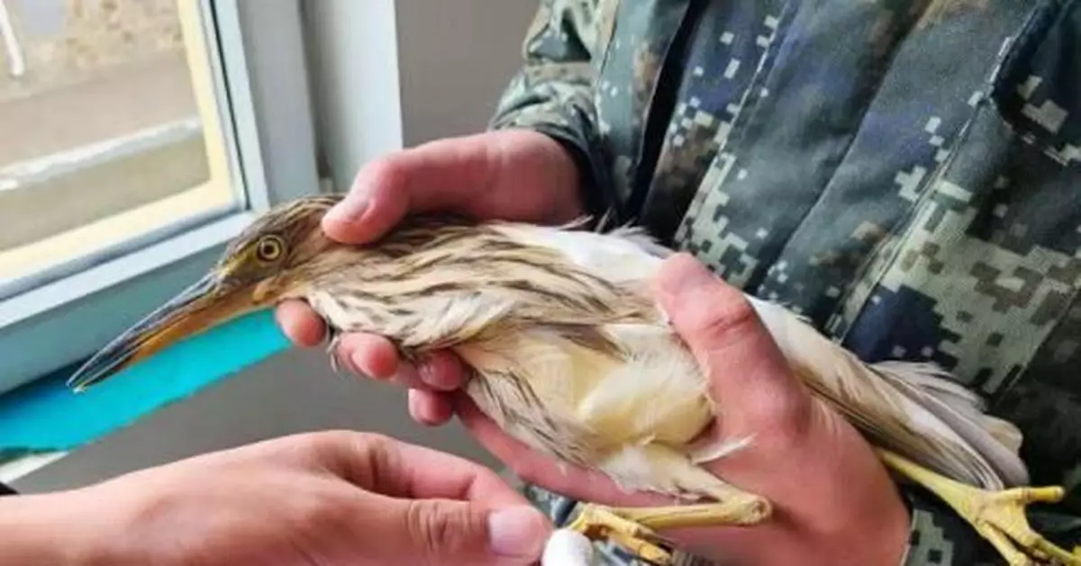 高原武警救助國家一級重點保護動物池鷺