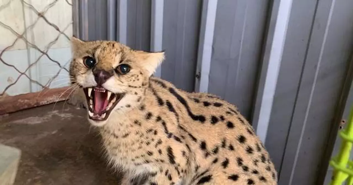 北京十渡山區發現「豹子」？專家回應