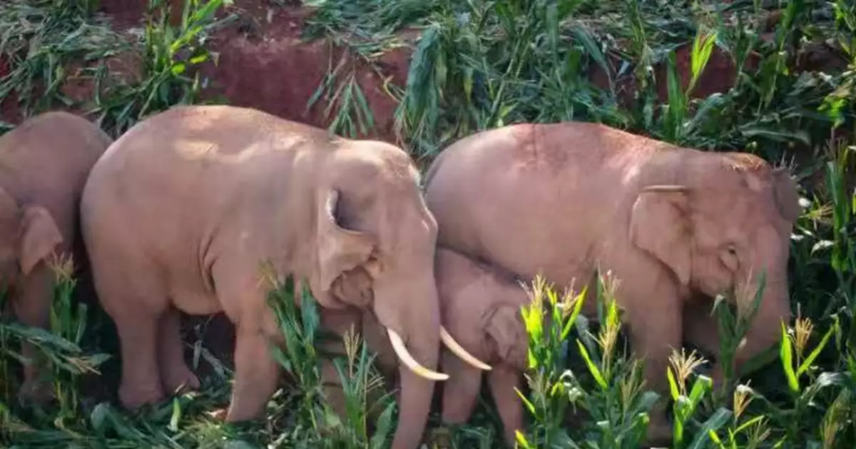 雲南寧洱：28頭野象在縣內活動，注意防範