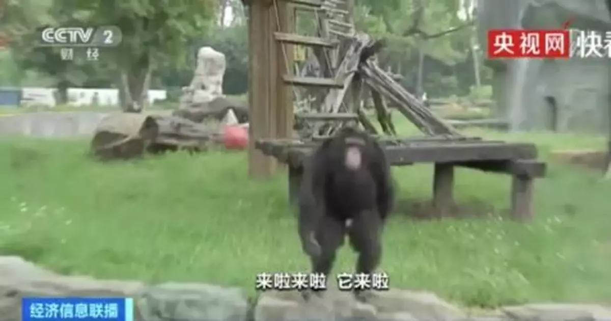 屢遭戲弄的黑猩猩發飆，丟東西回擊！保育員卻說...