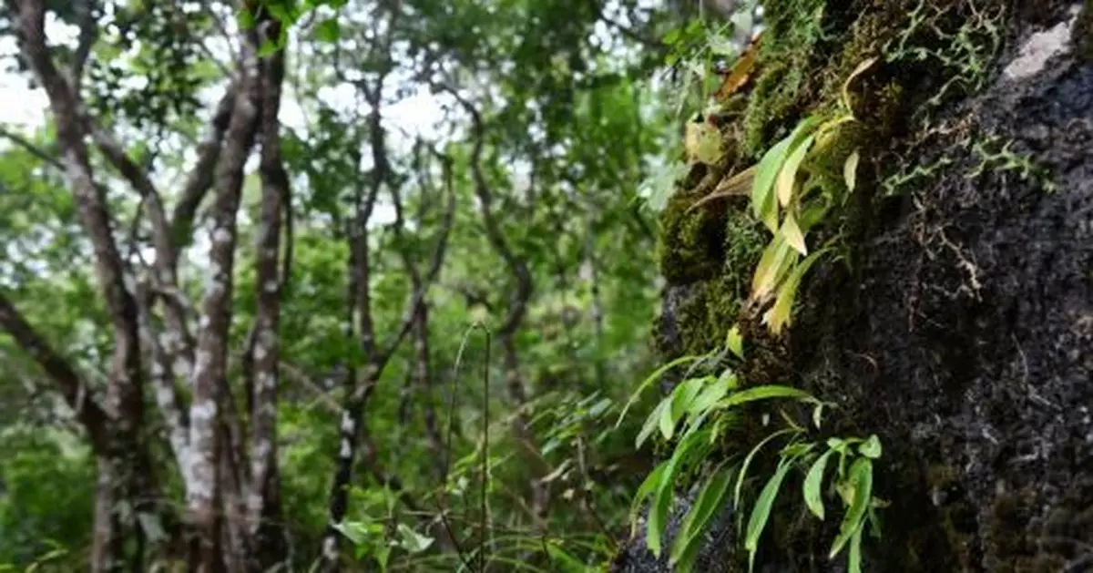 時隔120多年！我國再度發現野生瀕危植物華白及