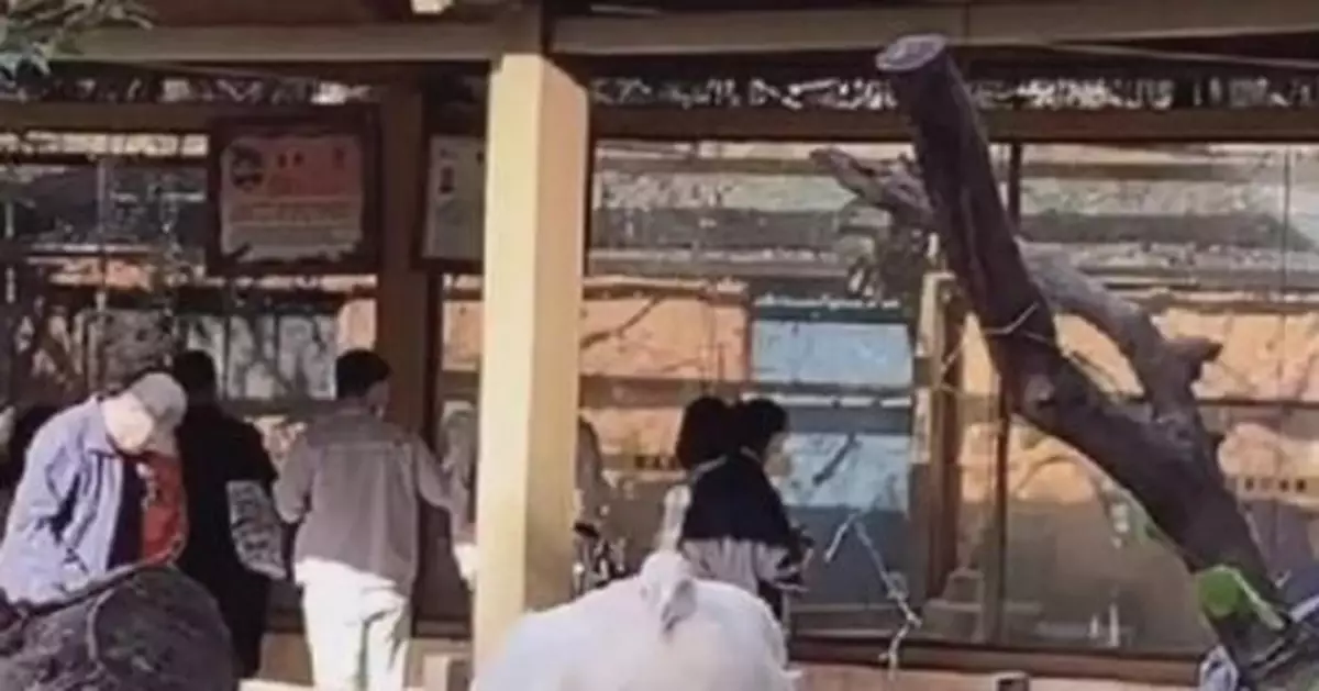 4隻孔雀被綁樹上供遊客觀賞？景區回應