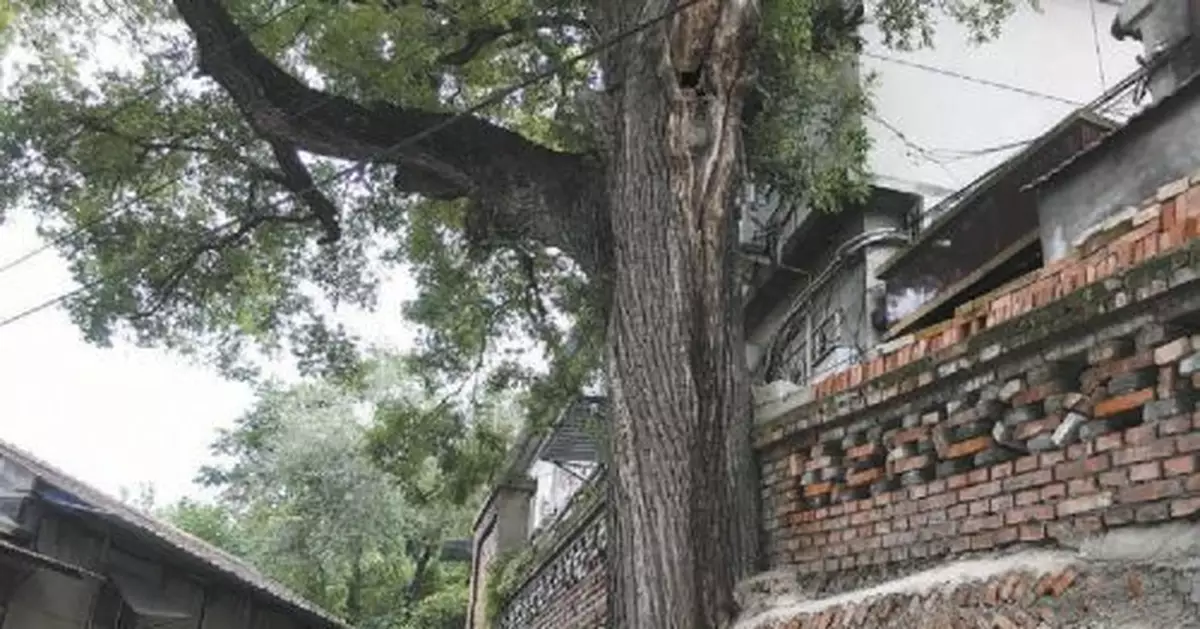 北京部分百年古樹無人問津：樹榦上砌牆 樹根旁建房