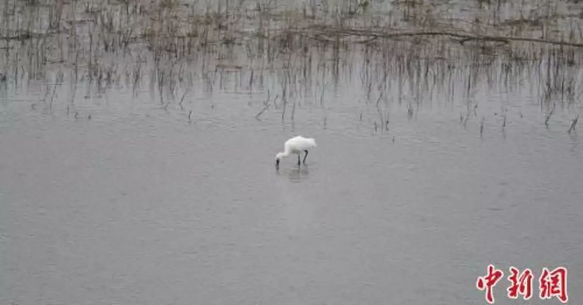 白琵鷺做客山西長子精衛湖國家濕地公園