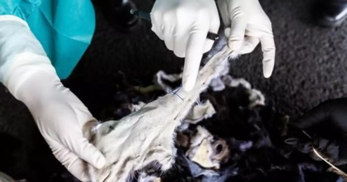 北京海關連續查獲共計6.98噸動物毛皮碎料