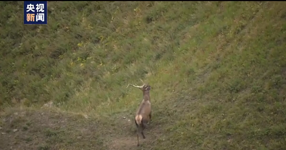 新疆阜康野生動物保護部門監測到野生馬鹿種群