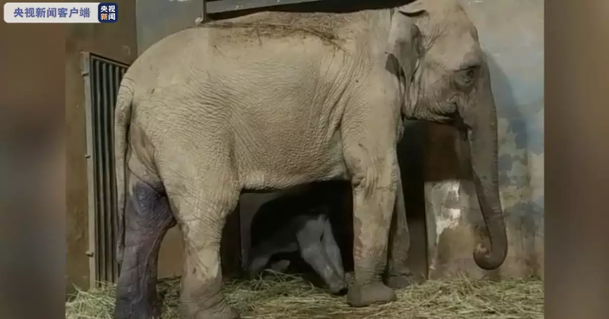 雲南昆明動物園亞洲象又添新丁，取名「國慶」