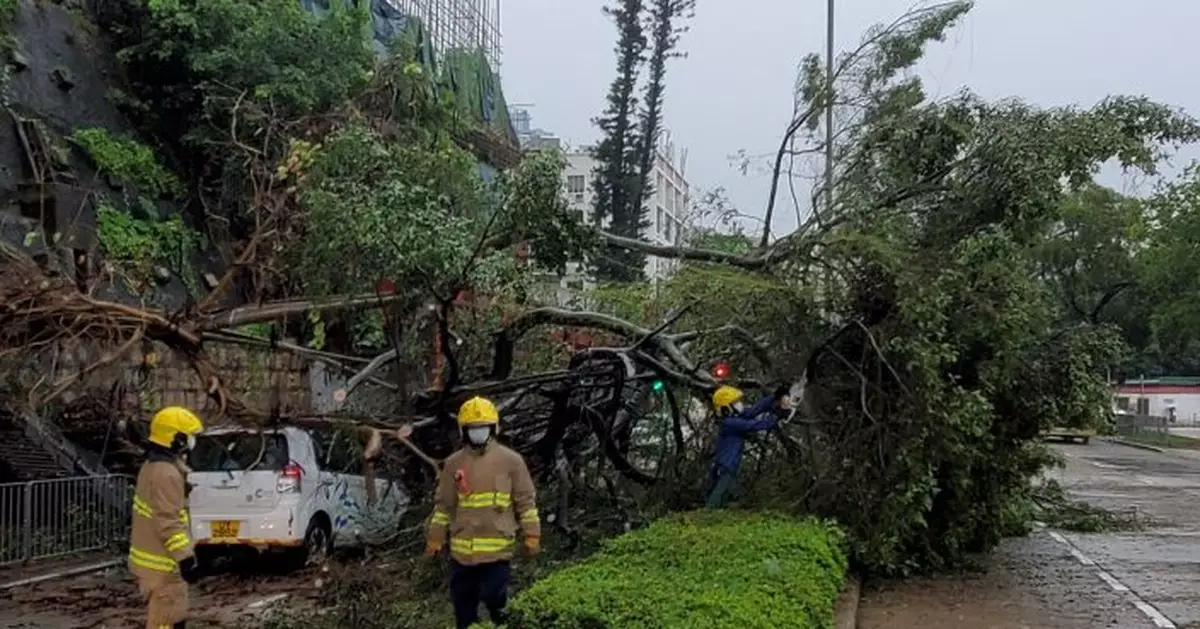 九龍塘又一村10米長樹幹塌下 壓中3輛私家車