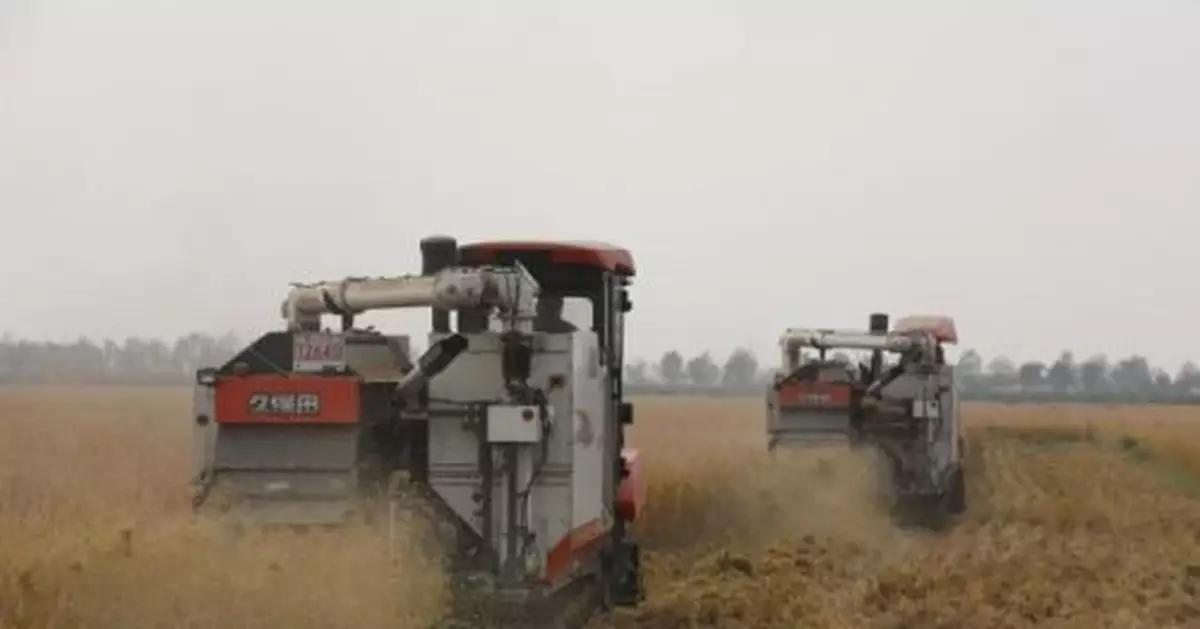 天成好米「秈」飄泗陽 江蘇泗陽27萬畝秈稻進入豐收季