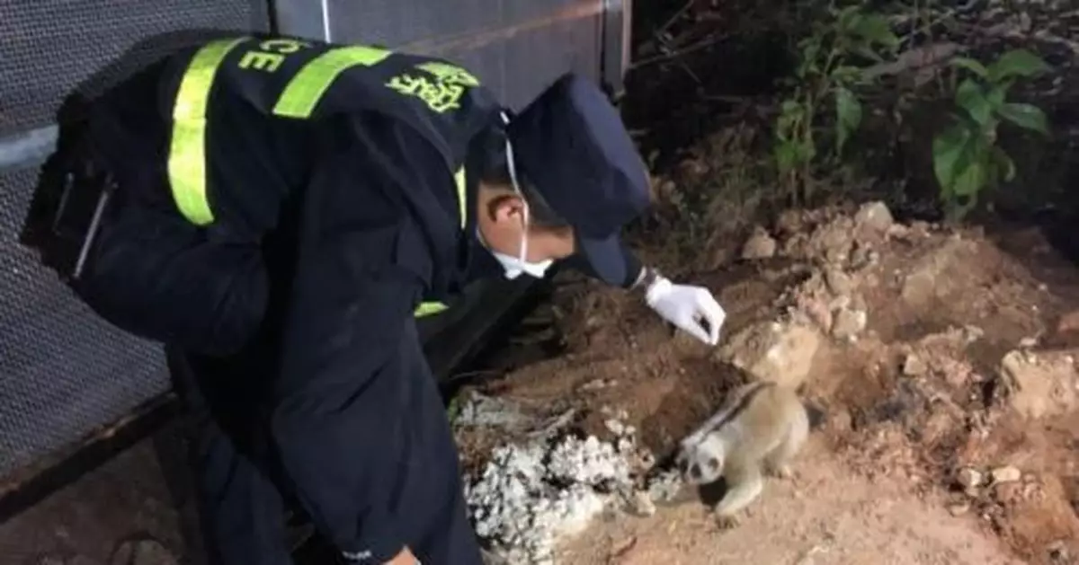 雲南德宏：蜂猴覓食迷路 民警「包吃包住包接送」