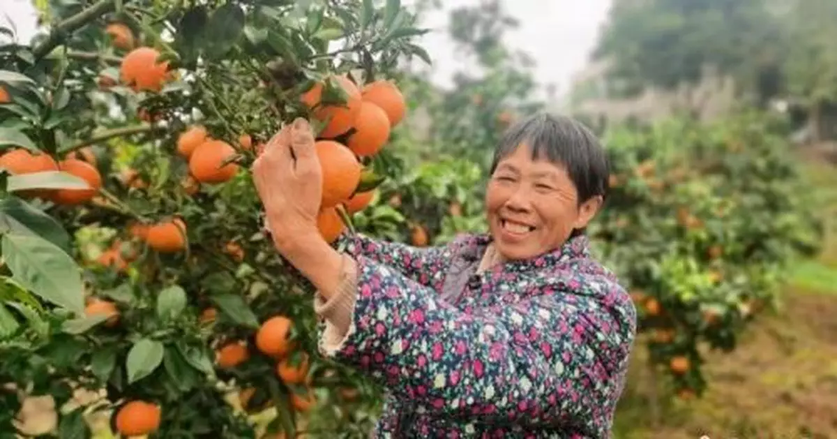 四川丹棱：「蜘蛛人」返鄉組建摩托採摘隊月收入過萬元