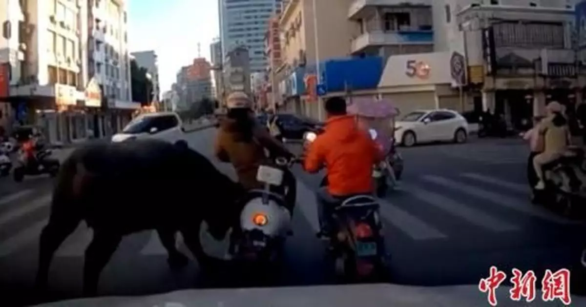 廣西玉林鬧市區水牛發飆亂竄 撞傷多人後被擊斃