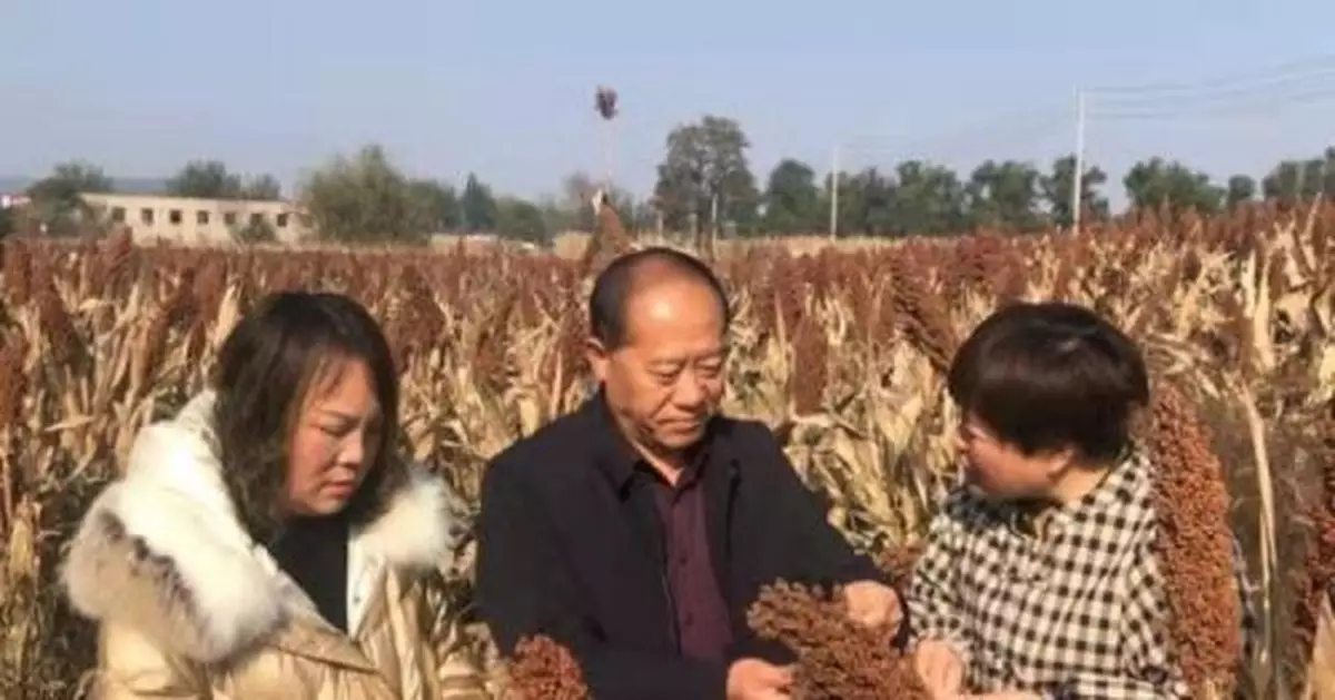 山西上黨5000畝高粱豐收 特色種植產業促畝均增收近半